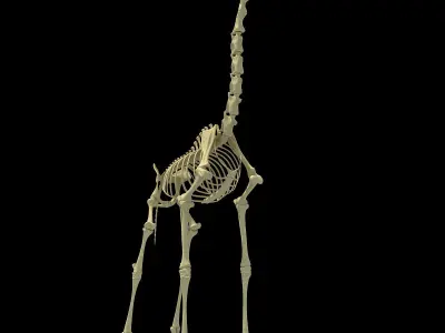 Realistic Giraffe Skeleton 3D model