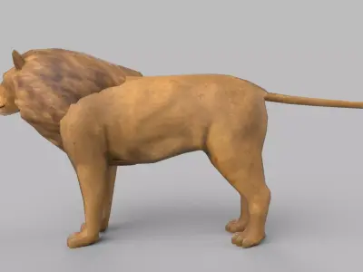 wild lion 3D model