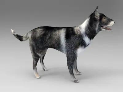 Dog Rigged and Animated  Low-poly 3D model