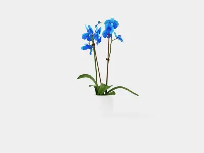 Phalaenopsis hybrid Royal Blue Low-poly 3D model