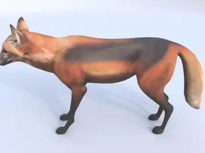 Maned Wolf 3D model