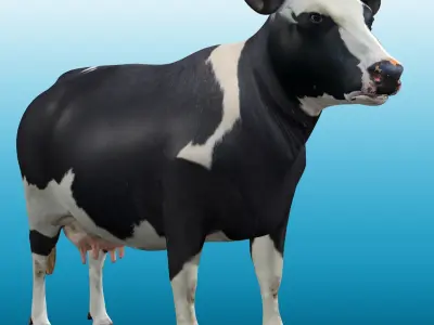 Cow Rig Low-poly 3D model