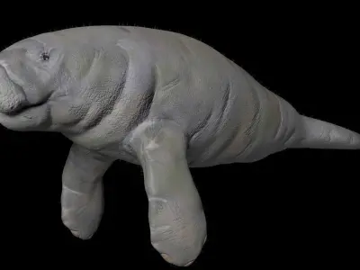 Florida Manatee 3D model