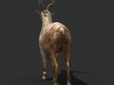 Mountains Goat 3D model
