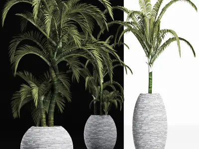 Plants Collection 207 Palms 3D model
