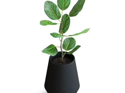 Ficus Plant II 3D model
