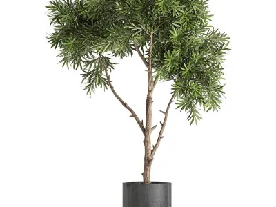 Decorative tree in a black flowerpots 743 3D model