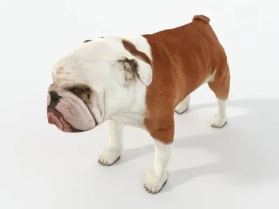 Bulldog Low-poly 3D model