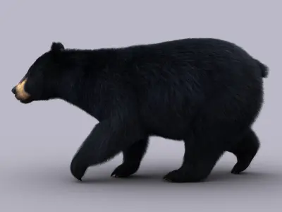 Black Bear ANIMATED Xgen core 3D model