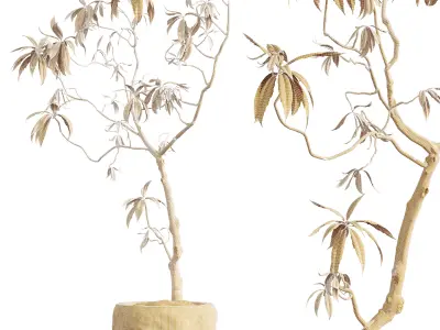 AV HousePlants Japandi Minimalism Ficus Dracaena Marginata04 3D model