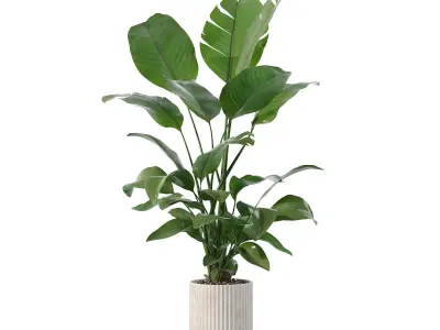 Strelitzia in biedge flowerpot 3D model