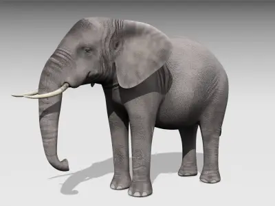 African elephant Low-poly 3D model 5