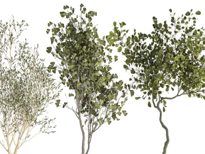 Set Of Beautiful Trees In Pots For Decoration 1331 3D model