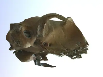 Photorealistic scanned small skull of rodent  Low-poly 3D model