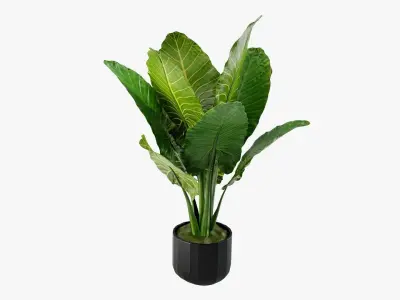 Plant 5 tropical in pot 3D model