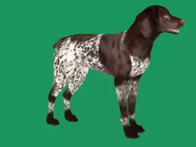 German Shorthaired Pointers Dog 3D model