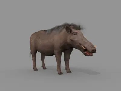Warthog African pig - animated 3d fur model Low-poly 3D model
