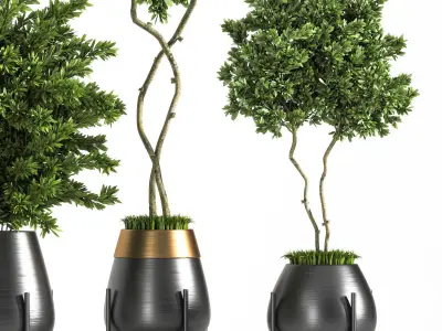 indoor plant olive 01 3D model