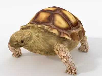 Sulcata Turtle Low-poly 3D model