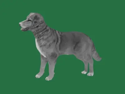 Nova Scotia Duck Tolling Retriever Dog Low-poly 3D model