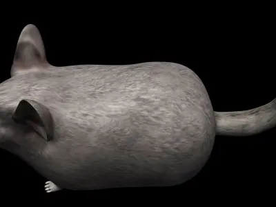 Chinchilla mouse Low-poly 3D model