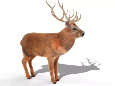 Fur Red stag Deer NO RIG Low-poly 3D model