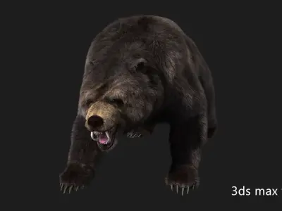 bear grizzly brown bear black bear Low-poly 3D model