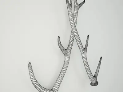 Naturally-Shed Deer Antlers 3D model