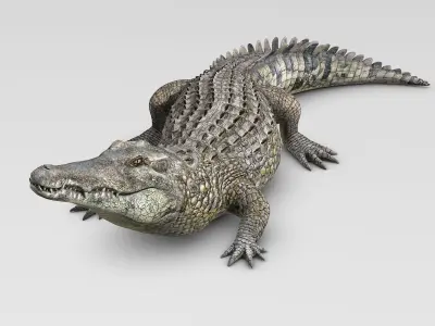 Crocodile 3D model