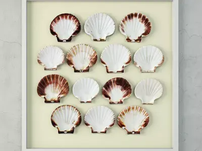 Scallop Shells 3D model