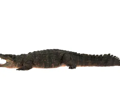 Crocodile Rigged 3D Model  3D model