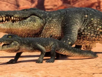 Realistic Crocodile - Alligator Low-poly 3D model
