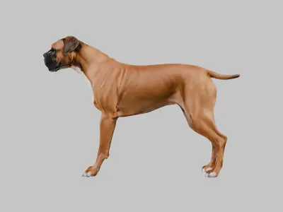 A detailed Boxer dog Low-poly 3D model