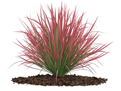 Ornamental Grass 4 3D model