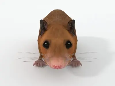 Syrian Hamster Low-poly 3D model