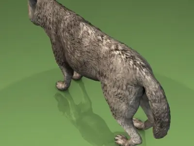 Detailed grey wolf Low-poly 3D model