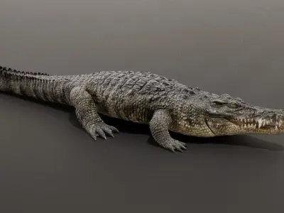 Crocodile Animated UNREAL project  Maya base rig 3D model