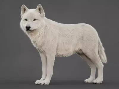 Arctic Wolf XGEN CORE RIG 3D model