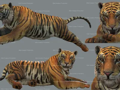 Tiger Rigged Animated 7 3D model