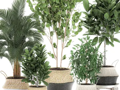 Decorative  trees for the interior in basket 560 3D model