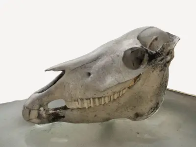 3d scan of a pony mule skull 3D model