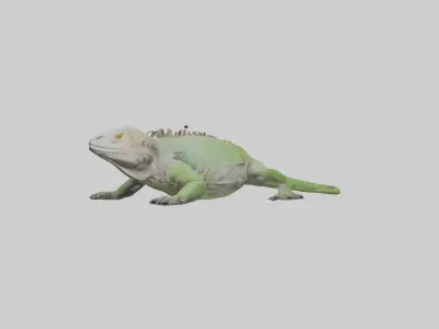 Jamaican Iguana basking model Low-poly 3D model