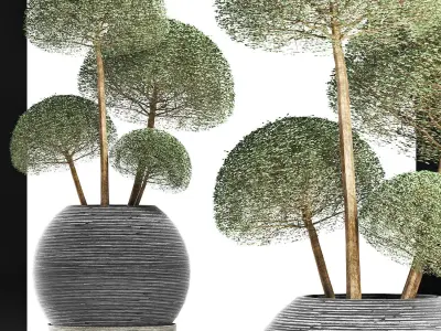 Plants Collection 178 Ligustrum Lucidum Corona 3D model