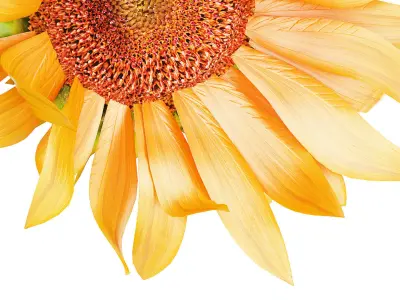 Yellow Flower Bouquet Of Sunflower In Ceramic Vase 537 3D model