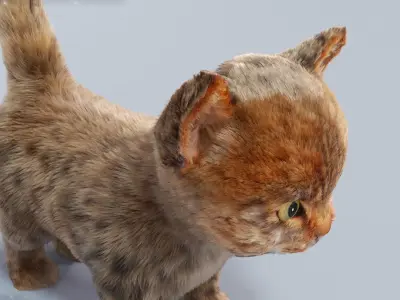 Fur Cute Cat kitten Gray 02 No Rig Low-poly 3D model