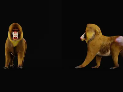 Mandrills Monkey Low-poly 3D model