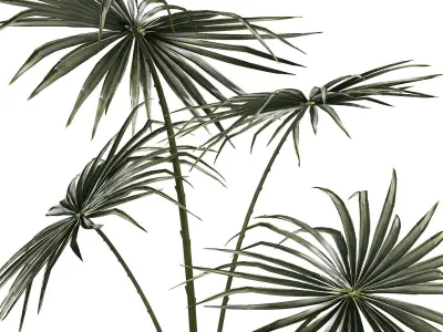 Beautiful fan palm in a flower pot for decoration 1282 3D model