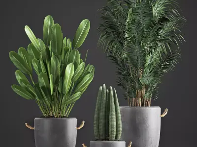 Houseplants in concrete flowerpots 750 3D model