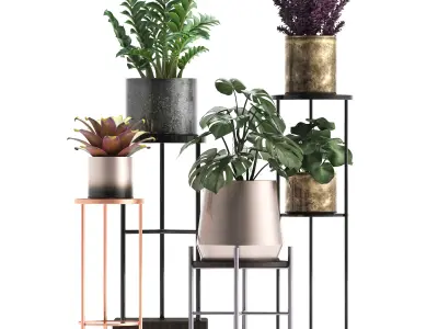 Collection of Exotic plants monsterra 342 3D model