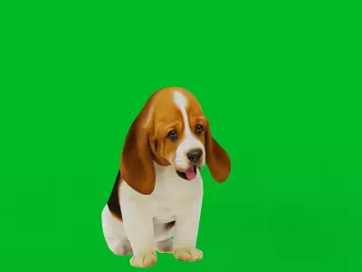 Basset Hound Puppy Dog Low-poly 3D model